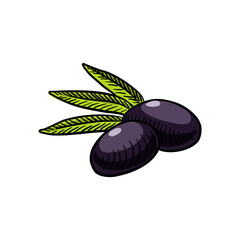 vector drawing black olives and green leaves, vegetables isolated at white background, hand drawn illustration