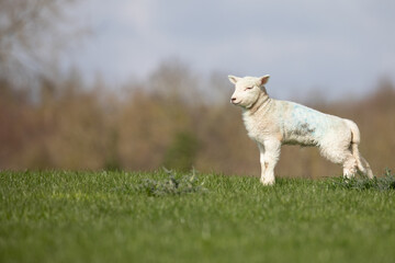 baby lamb