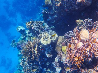 Plakat Tropical fish and coral reef near Jaz Maraya, Coraya bay, Marsa Alam, Egypt