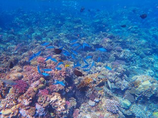 Tropical fish and coral reef near Jaz Maraya, Coraya bay, Marsa Alam, Egypt © Ted91