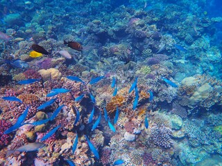 Fototapeta na wymiar Tropical fish and coral reef near Jaz Maraya, Coraya bay, Marsa Alam, Egypt