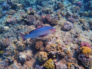 Fototapeta premium Tropical fish and coral reef near Jaz Maraya, Coraya bay, Marsa Alam, Egypt