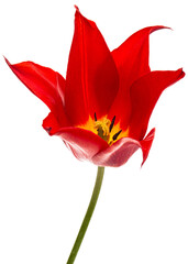 Flower of red tulip closeup, isolated on white background