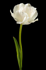 Soft cream tulip flower, isolated on black background