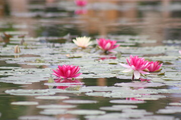 pink water lilies and lotus