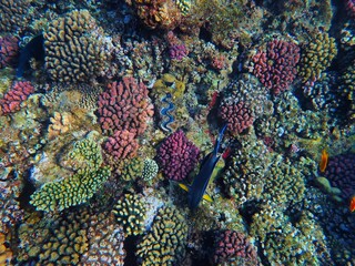 Tropical fish and coral reef near Jaz Maraya, Coraya bay, Marsa Alam, Egypt