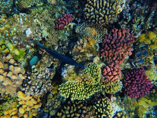 Tropical fish and coral reef near Jaz Maraya, Coraya bay, Marsa Alam, Egypt