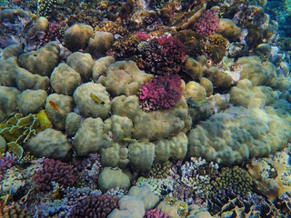 Tropical fish and coral reef near Jaz Maraya, Coraya bay, Marsa Alam, Egypt