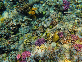 Tropical fish and coral reef near Jaz Maraya, Coraya bay, Marsa Alam, Egypt