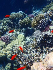 Tropical fish and coral reef near Jaz Maraya, Coraya bay, Marsa Alam, Egypt