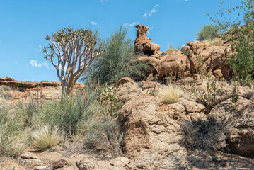 Quiver tree and rock formations, Augrabies Falls