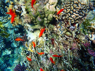 Tropical fish and coral reef near Jaz Maraya, Coraya bay, Marsa Alam, Egypt