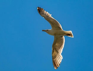 Closeup shot of a European herring gull flying in the clear blue sky with its wing wide open