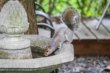 Close-up shot of a squirrel on a birdbath next to a tree