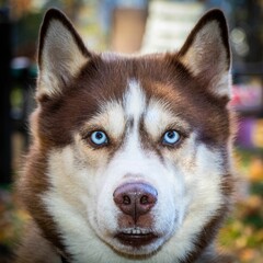 Brown and white Siberian Husky looking directly at the camera