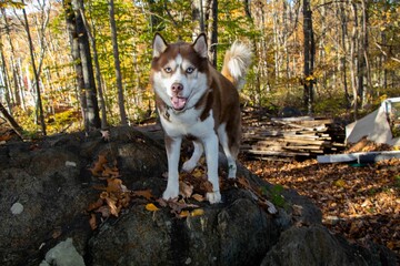Brown and white Siberian Husky looking directly at the camera
