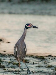 Vertical shot of an Yellow-crowned night heron standing on the beach