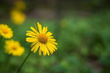 Closeup of an Oriental leopard's-bane in a field with a blurry background