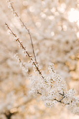 Spring background of a flowering tree in the sun