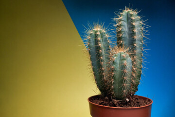 Close-up view of a cactus in the pot in front of yellow-blue background. Natural, cactus, houseplant