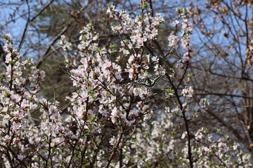 Butterfly perched on a flowering tree