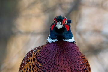 Portrait of a Male Ring-necked Pheasant or Common Pheasant (Phasianus colchicus) in the Forest of Finland