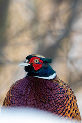 Portrait of a Male Ring-necked Pheasant or Common Pheasant (Phasianus colchicus) in the Forest of Finland