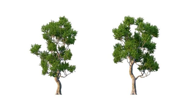 Growing trees isolated with alpha.3D animation growth grow from small to large, Old Spar trees animate in the wind include alpha channel tree. Tree isolated Separated with alpha channel.