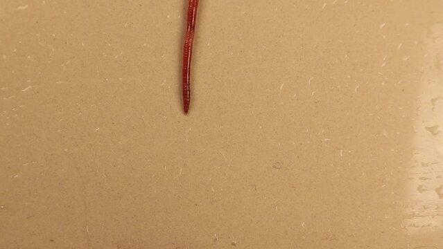 Earthworm isolated on white background.
It's also called red worm Dendrobaena.
Earth worm live bait for fishing.
Earthworms, insects, insect.
Bugs, bug.
Animals, animal.
Garden, agriculture, farm
