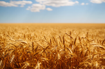Amazing background of ripening ears of yellow wheat field against the blue sky. Harvest nature growth. Agricultural farm. Golden wheat field.  © maxbelchenko