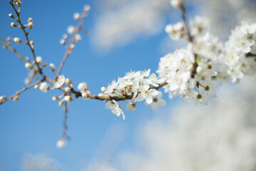spring