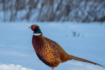 Male Ring-necked Pheasant or Common Pheasant (Phasianus colchicus) in a Snowy Park in Finland