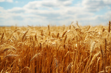 Amazing background of ripening ears of yellow wheat field against the blue sky. Harvest nature growth. Agricultural farm. Golden wheat field. 