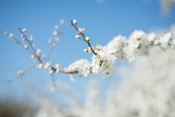 spring