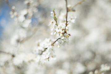 spring