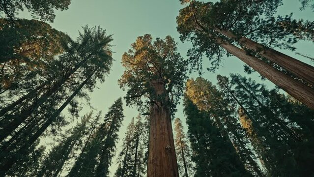 Low angle shot of giant sequoias in the forest.
