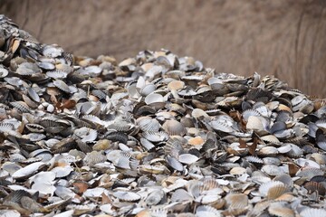 A pile of shells on the island of Martha's Vineyard