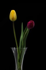Vertical shot of tulips on an isolated background