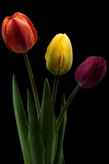 Yellow, an orange and a purple tulips isolated on a black background