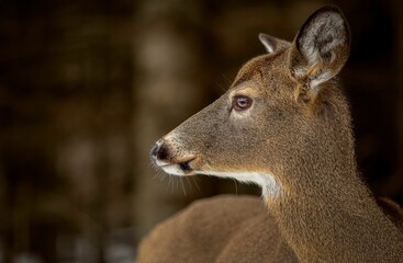 Closeup shot of white-tailed deer (odocoileus virginianus) head