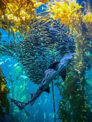 Pack of fishes swimming with a shark through seaweed and kelp underwater