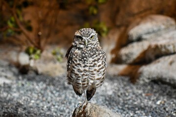 Closeup shot of a Burrowing owl standing on a stone and looking at the camera