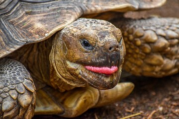 Closeup of a Galapagos Giant Tortoise with beautifully textured reptile skin, and its tongue out