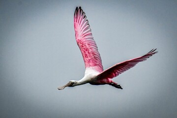 Closeup shot of a pink Roseate spoonbill bird, flying with its wings spread, on a cloudy day