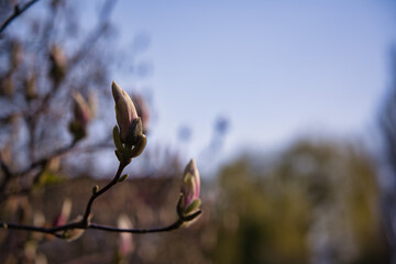 bright violet magnolia flower buds blooming in spring