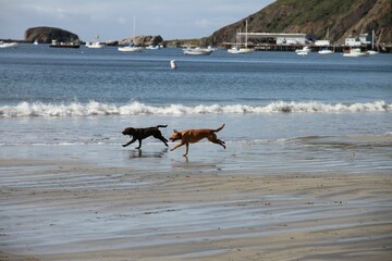 Image of two Potcake dogs running on the beach in the background of waves and ships.