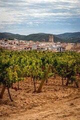 Fototapeta na wymiar Vertical landscape of the Penedes with vineyards and the small village of Sant Pere Ribes