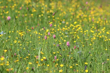green grass with wildflowers. yellow wildflowers