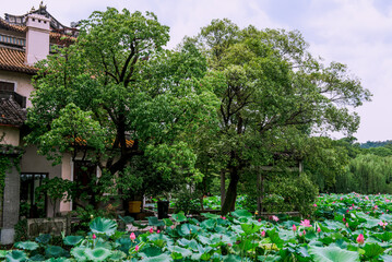 Beautiful water-lilies at the West Lake(Xihu) is located in Hangzhou, Zhejiang province, China.It is a beautiful and famous lake.