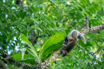 Mexico - squirrel on a tree